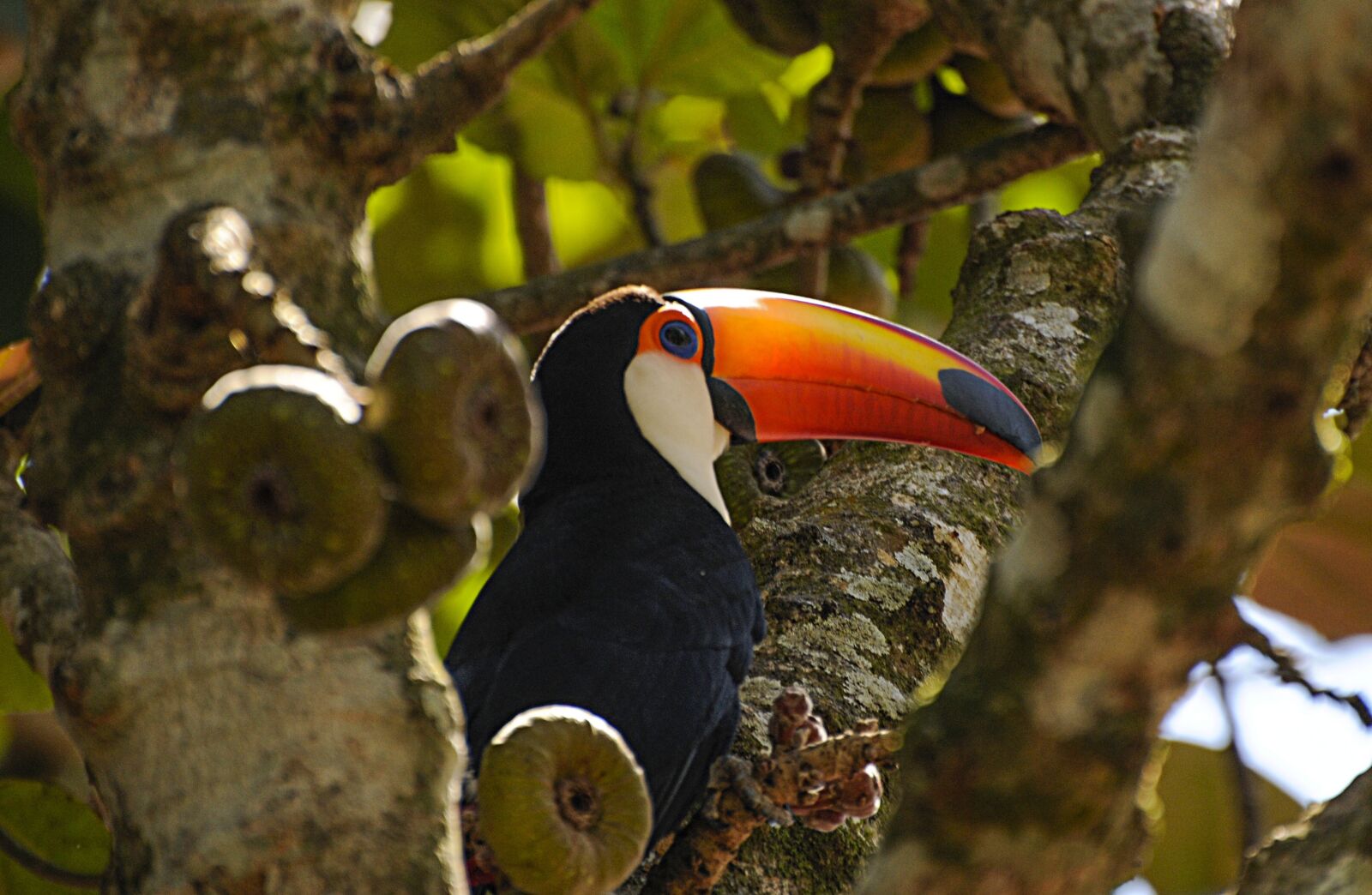 Nikon D300S sample photo. Ramphastos, toucan, nature photography