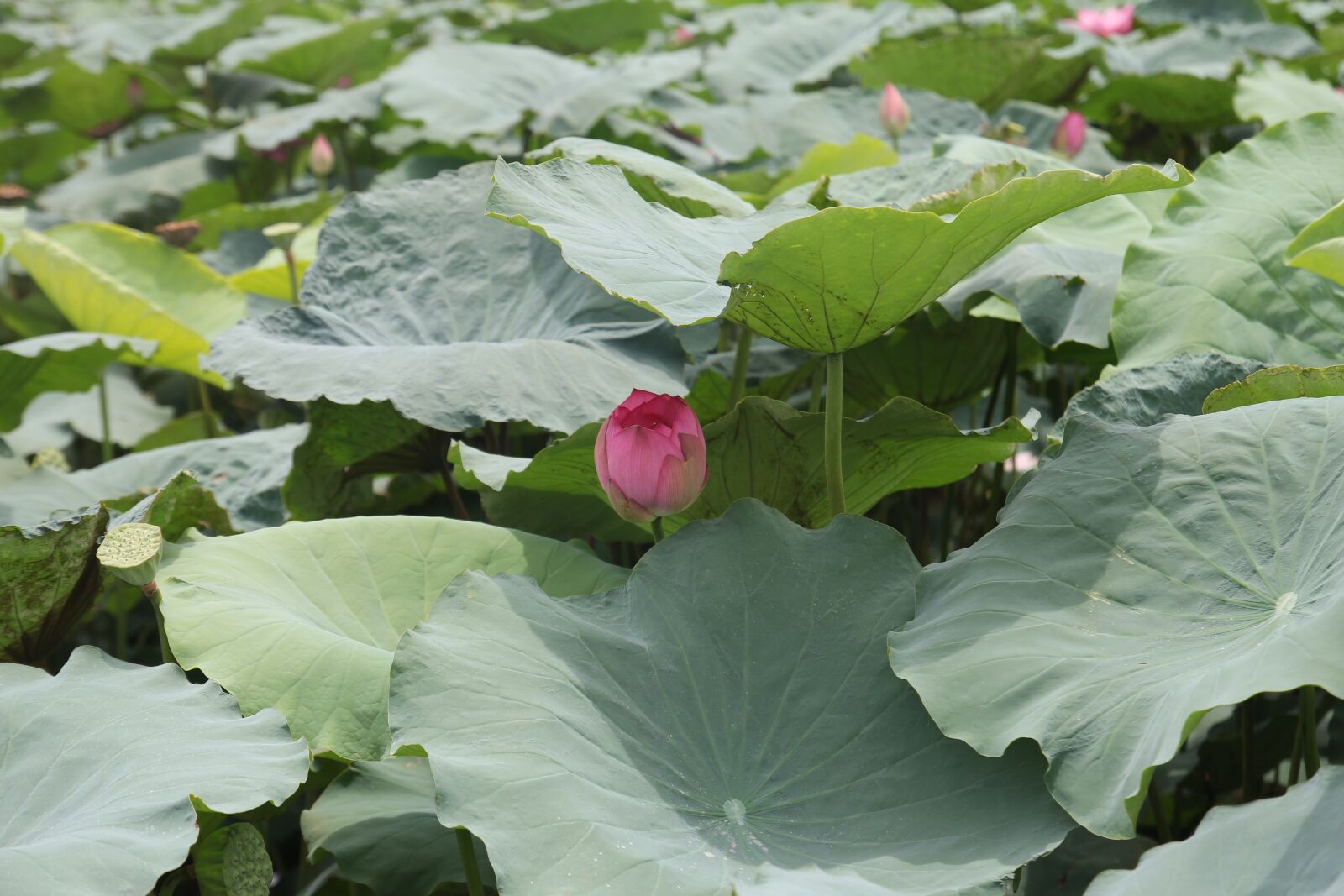 Canon EOS 60D sample photo. Dress, flower, lotus photography
