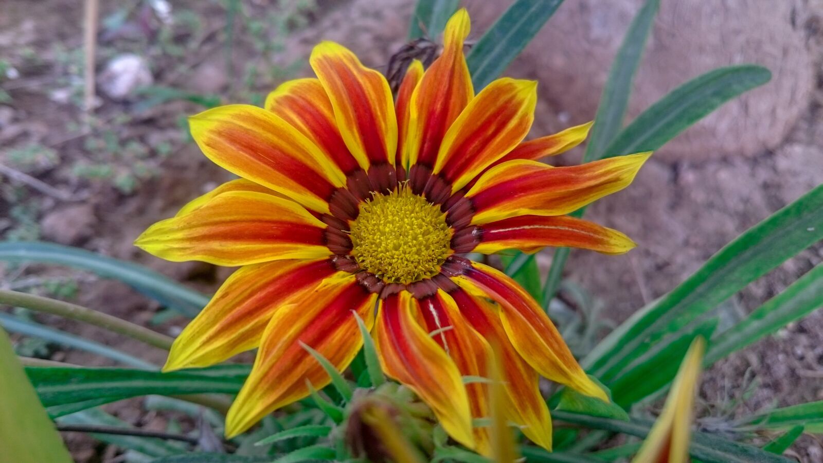 Sony Xperia Z3 sample photo. Flower, botany, plant photography