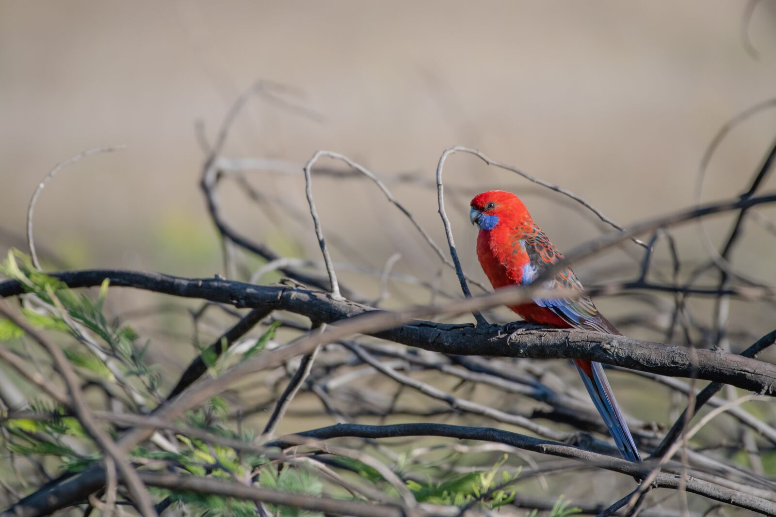 Nikon D850 sample photo. Crimson rosella, platycercus elegans photography