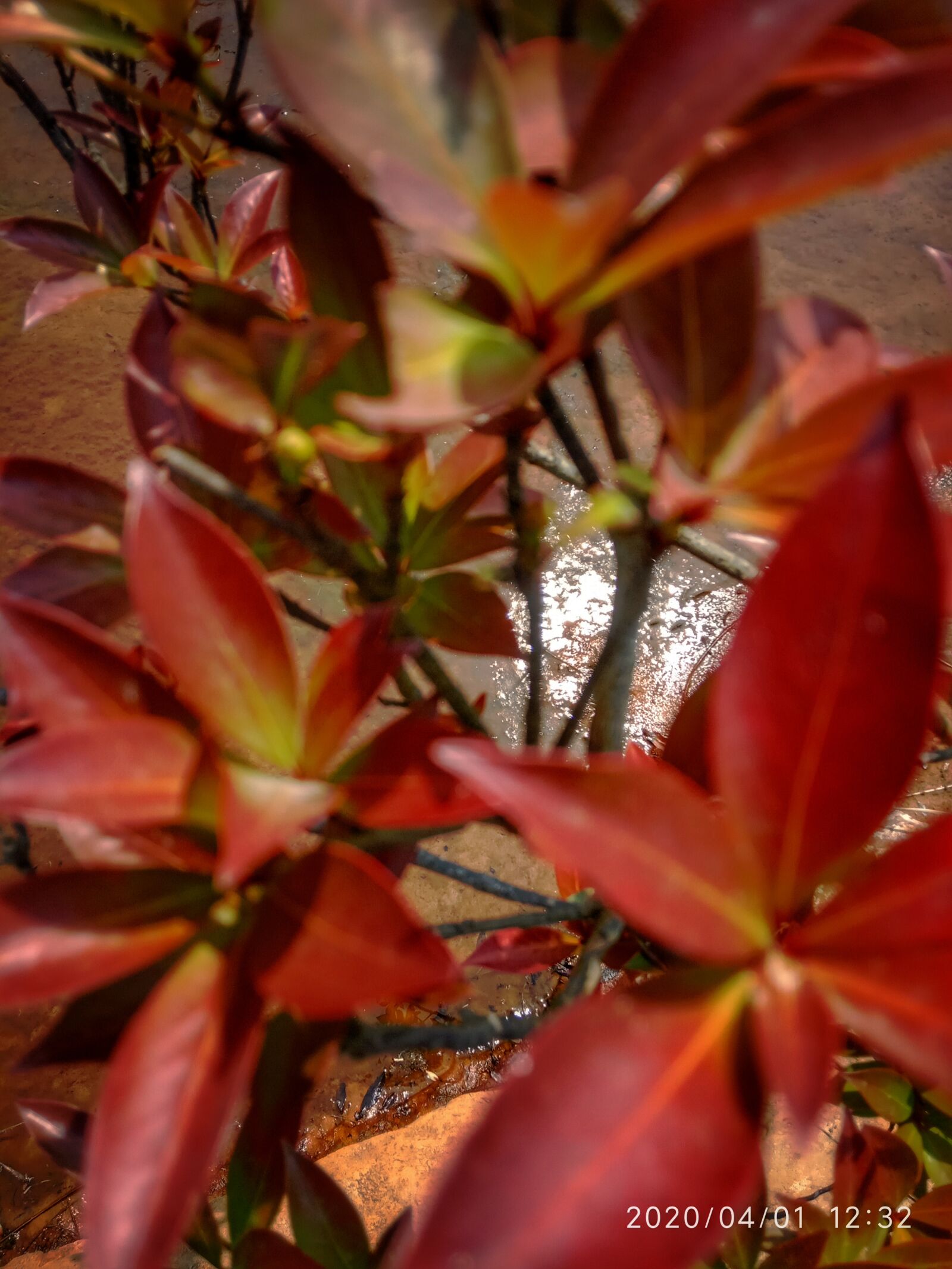Xiaomi Redmi 6A sample photo. Leaves, trees, forest photography