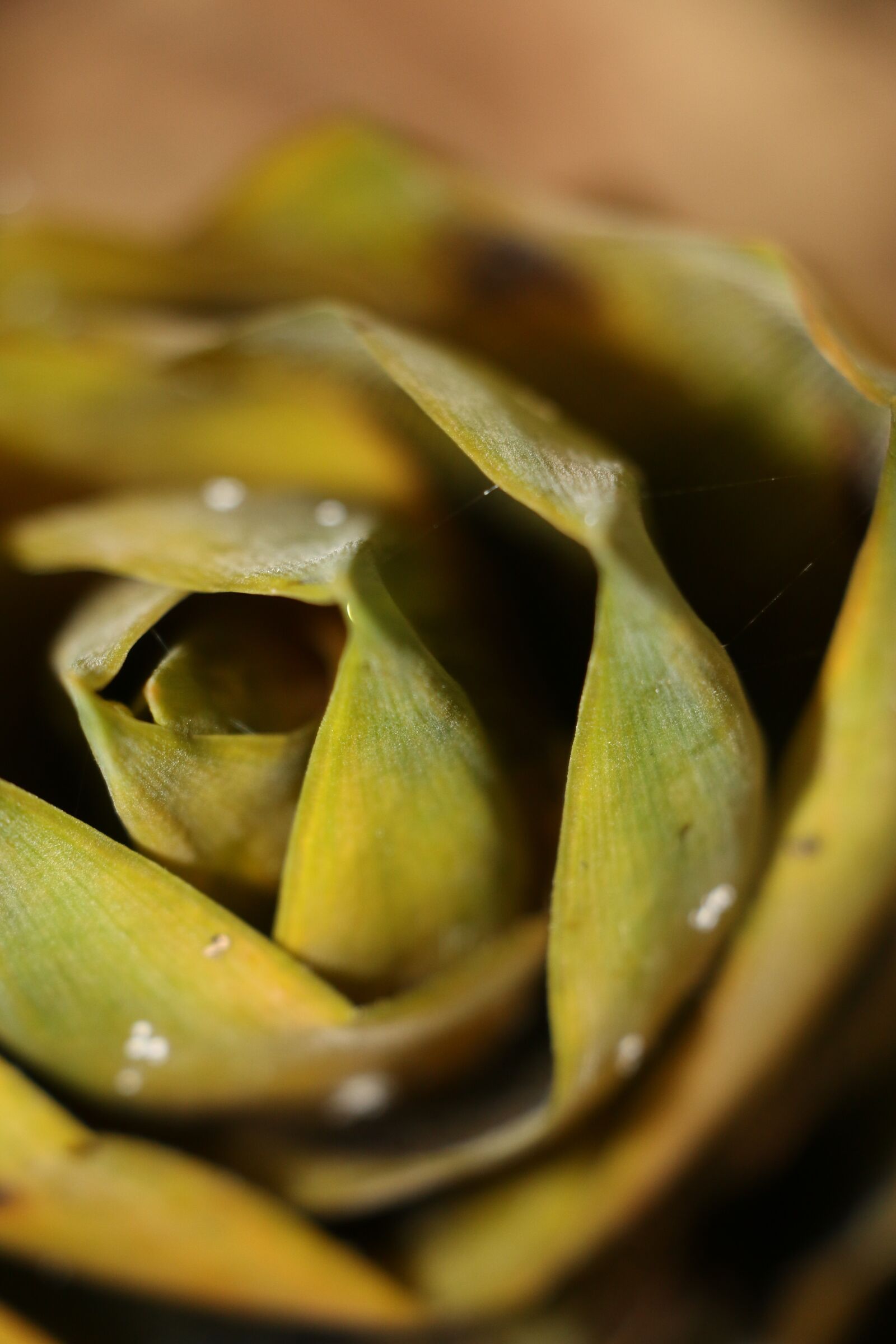 Canon EOS 70D sample photo. Bamboo shoots, soil, dew photography