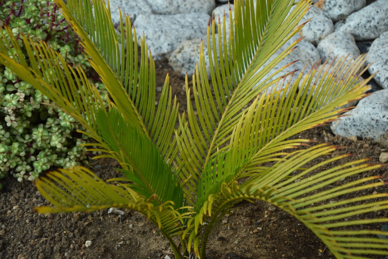 Nikon D5300 sample photo. Palm, garden, vacations photography