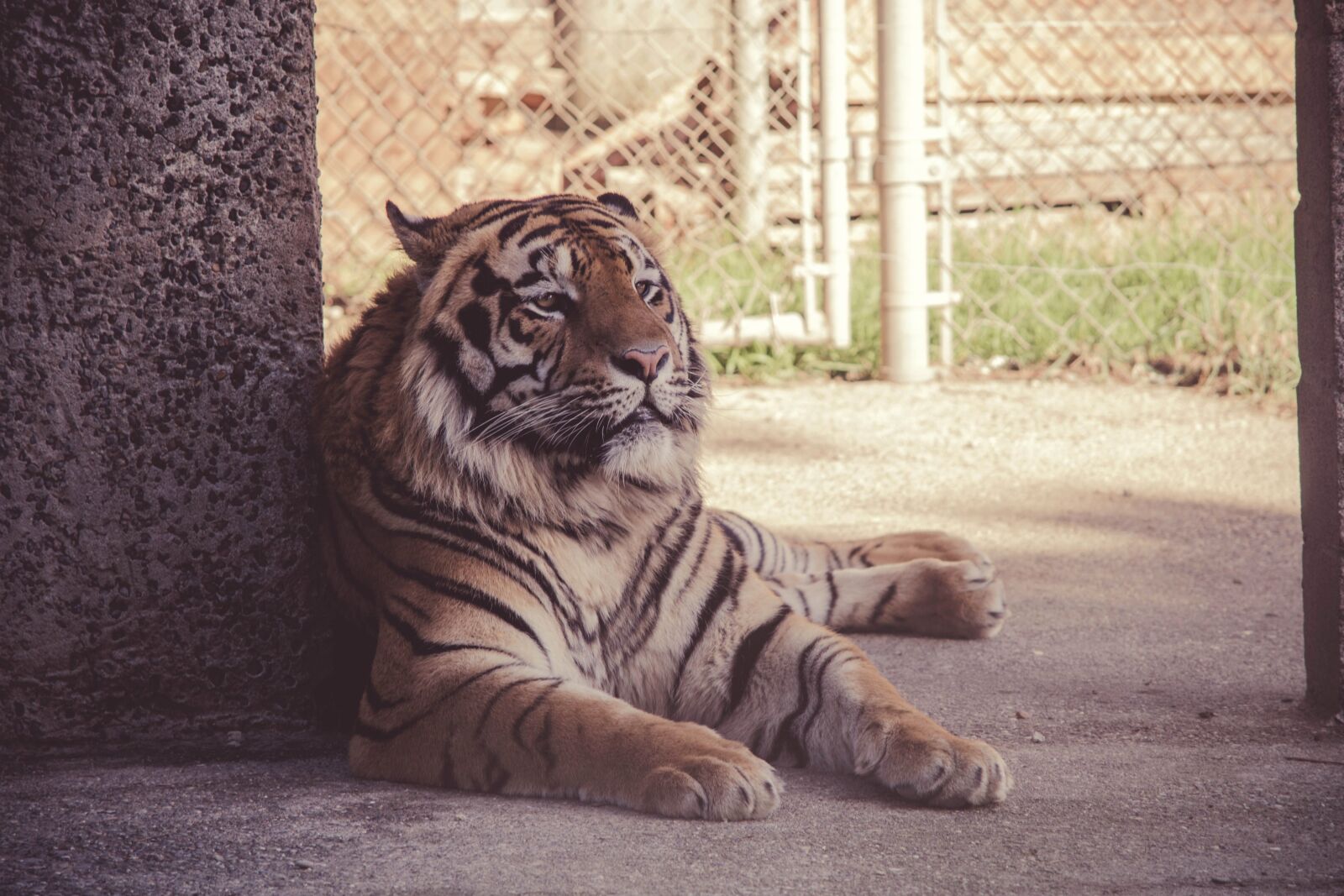Nikon D5200 sample photo. Tiger, cat, animal, feline photography