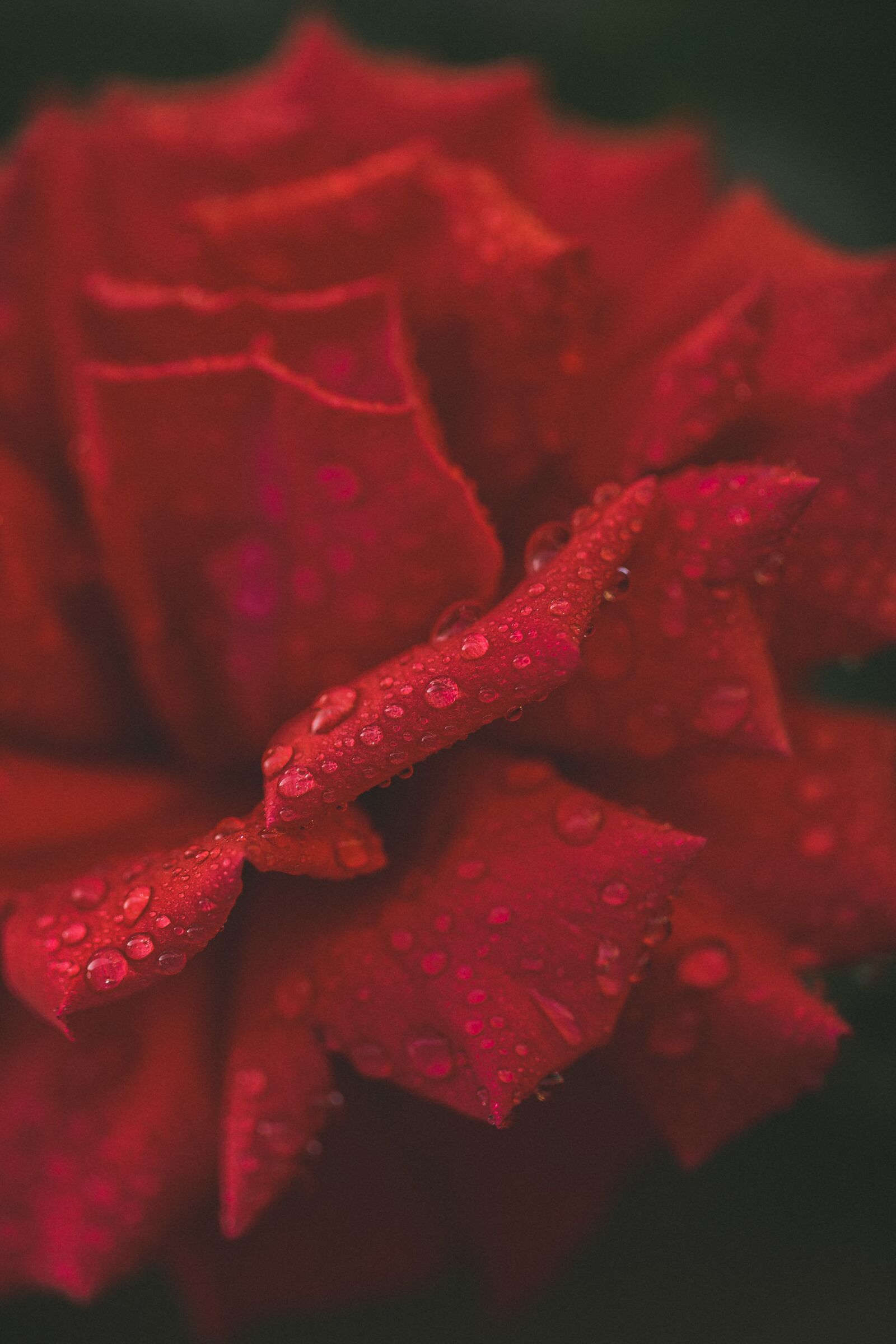 Canon EF 100mm F2.8L Macro IS USM sample photo. Flower, flowers, drops photography