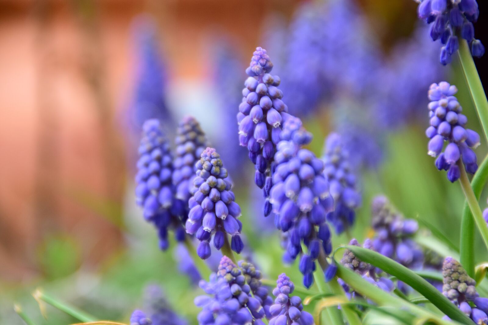 Nikon D5300 sample photo. Nature, flower, plant photography