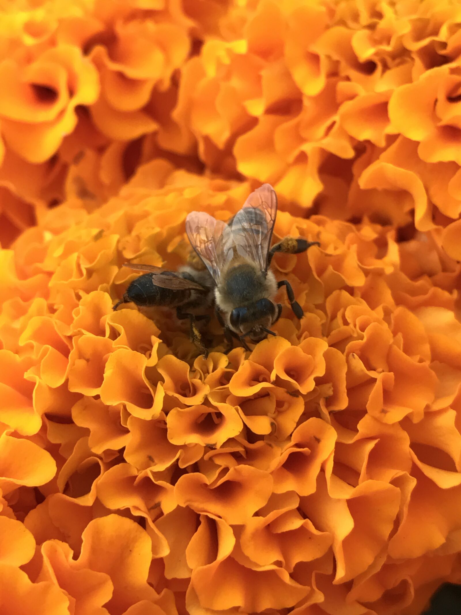 iPhone 7 Plus back iSight Duo camera 3.99mm f/1.8 sample photo. Bees, flowers, orange photography