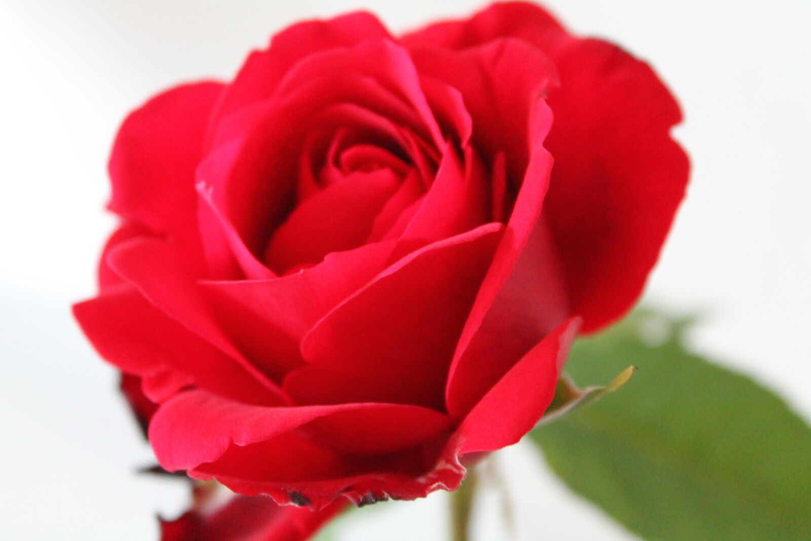 Canon EOS 1100D (EOS Rebel T3 / EOS Kiss X50) sample photo. Rose, red, romance photography