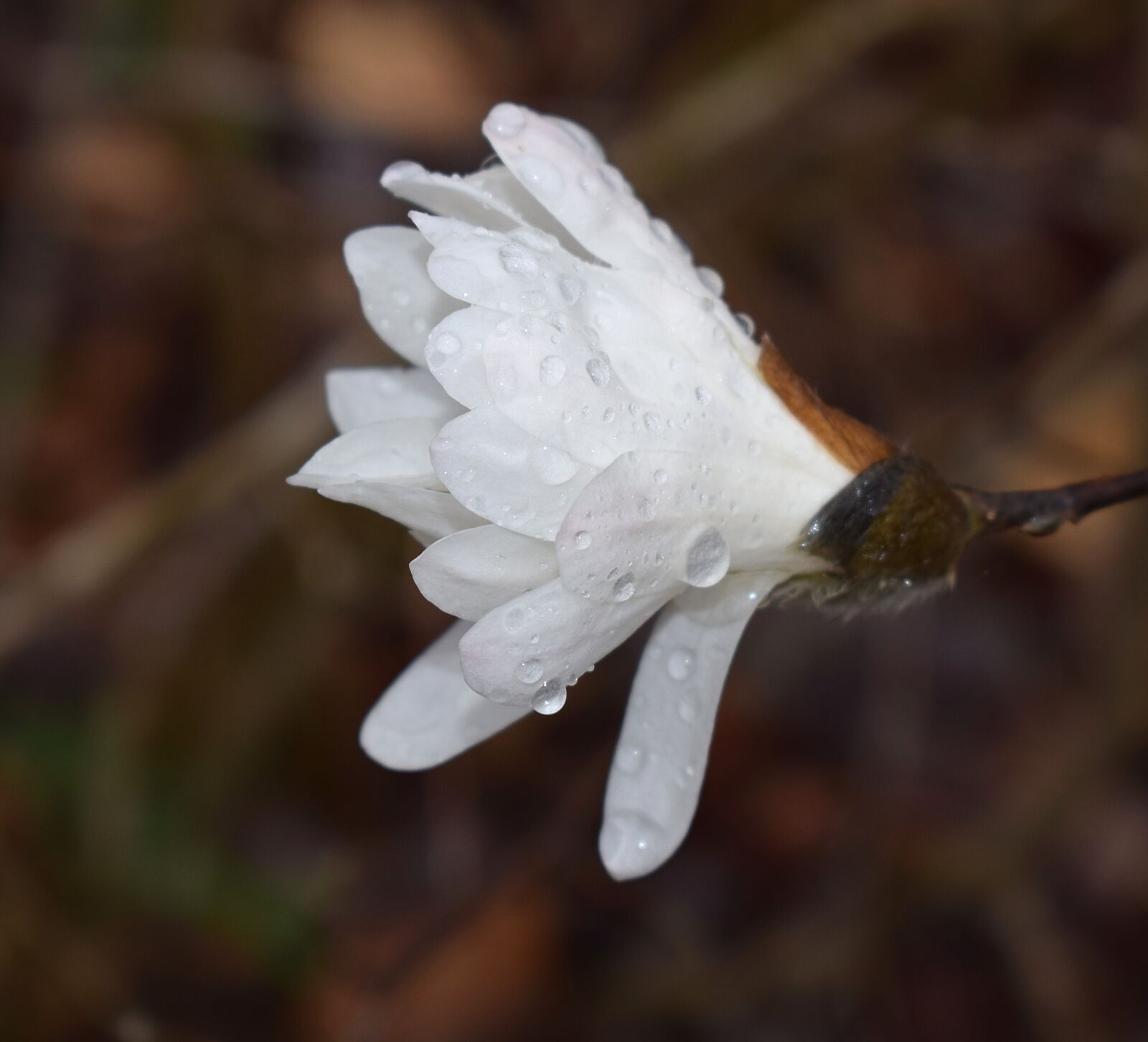 Nikon D3300 sample photo. Star magnolia fin the photography