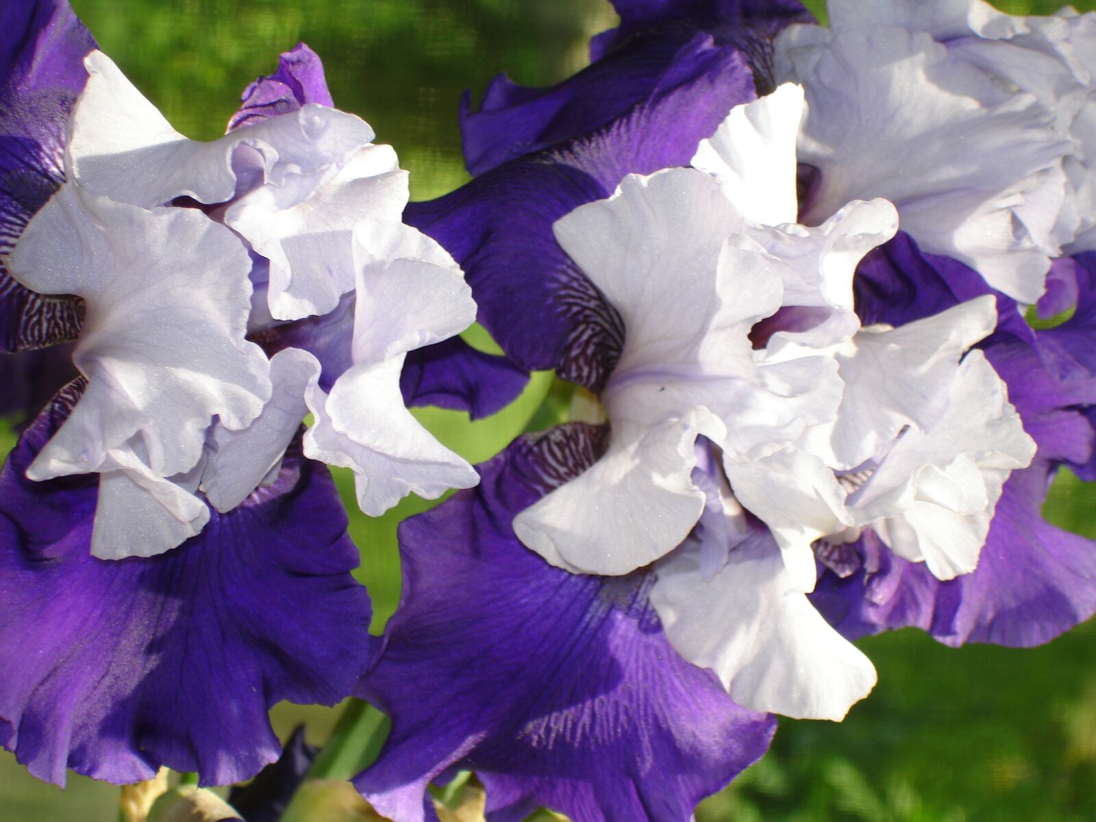 Sony DSC-W7 sample photo. Flowers, iris, spring photography