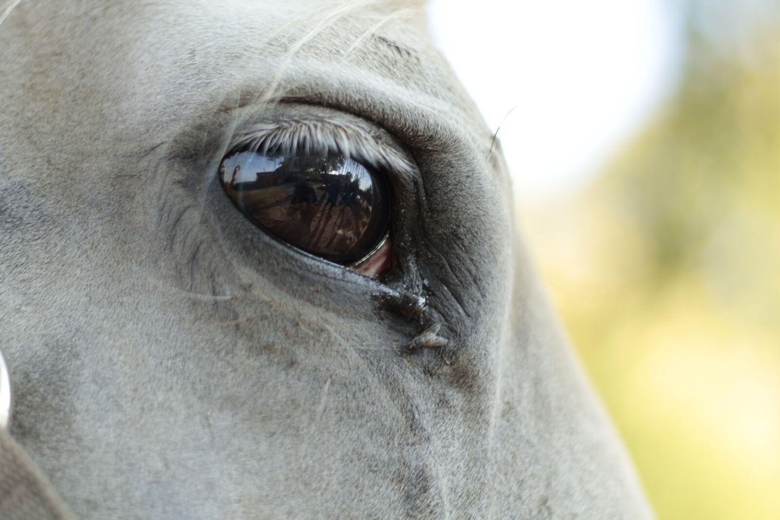 Canon EOS 1300D (EOS Rebel T6 / EOS Kiss X80) + Canon EF 50mm F1.8 II sample photo. The horse, eye, longing photography