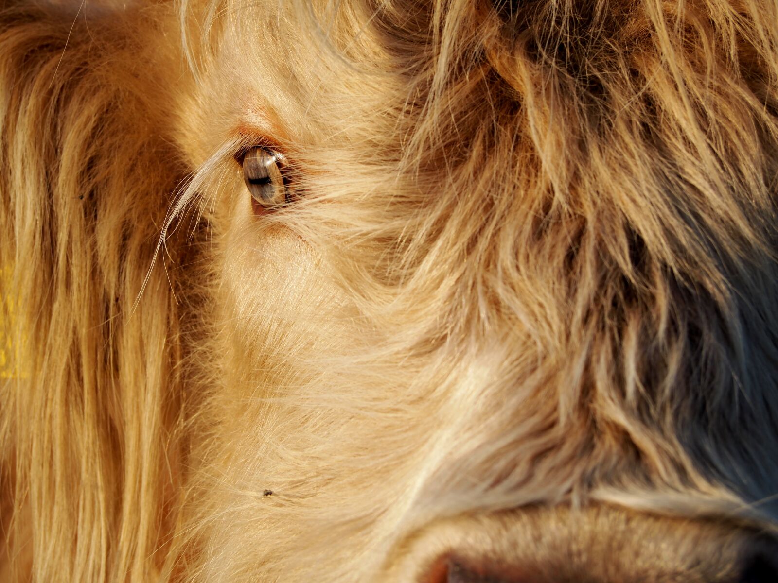 Olympus OM-D E-M10 sample photo. Beef, highland beef, scottish photography