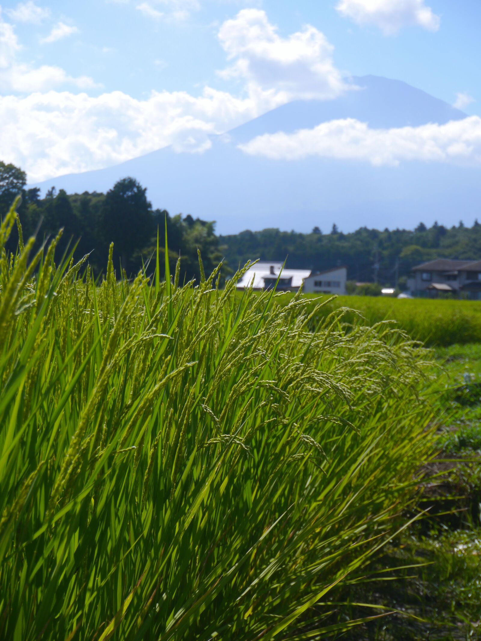 Panasonic Lumix DMC-GX1 sample photo. Rice, rice cultivation, ear photography