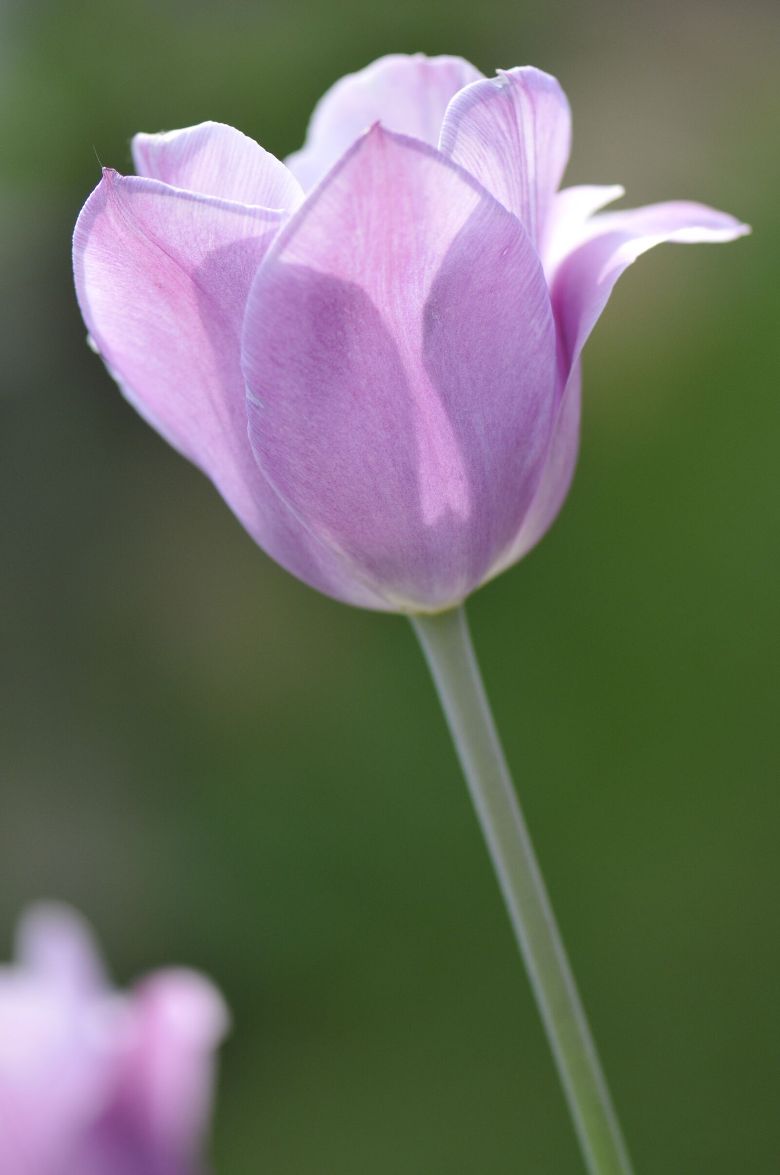 Nikon D300 sample photo. Flower, tulip, spring photography