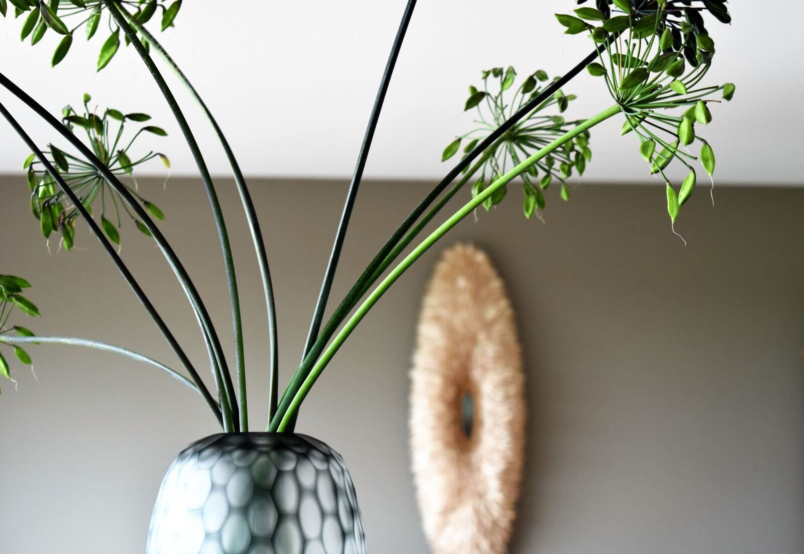 Nikon D5500 sample photo. Vase, agapanthus, lamp photography