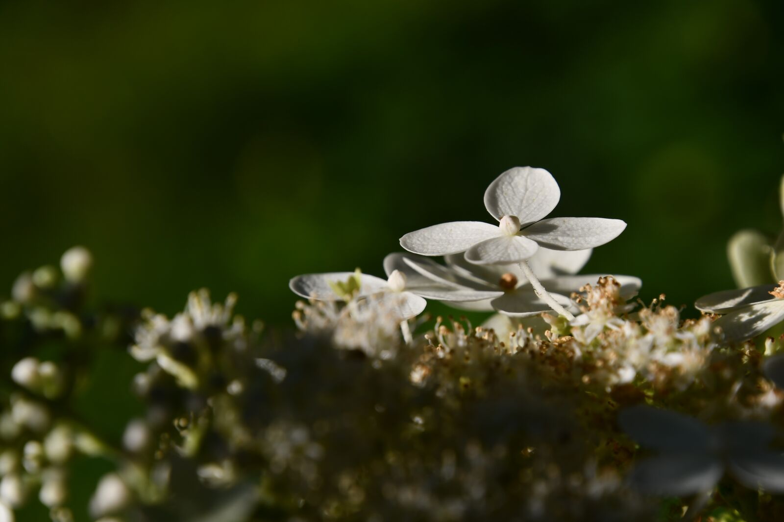 Nikon D7500 sample photo. White, hydrangea, petals photography