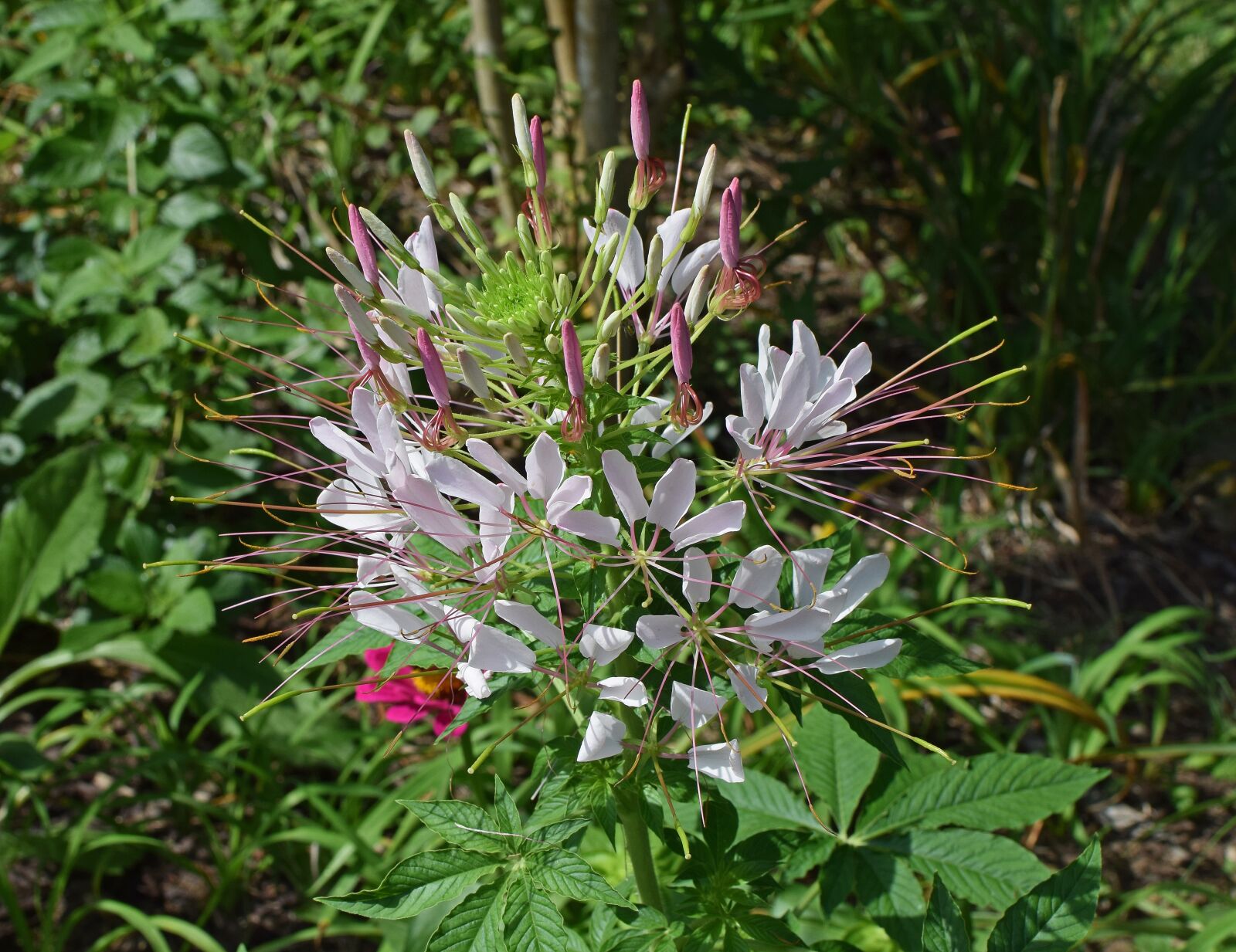 Nikon D3300 sample photo. Drunk butterfly flower, flower photography