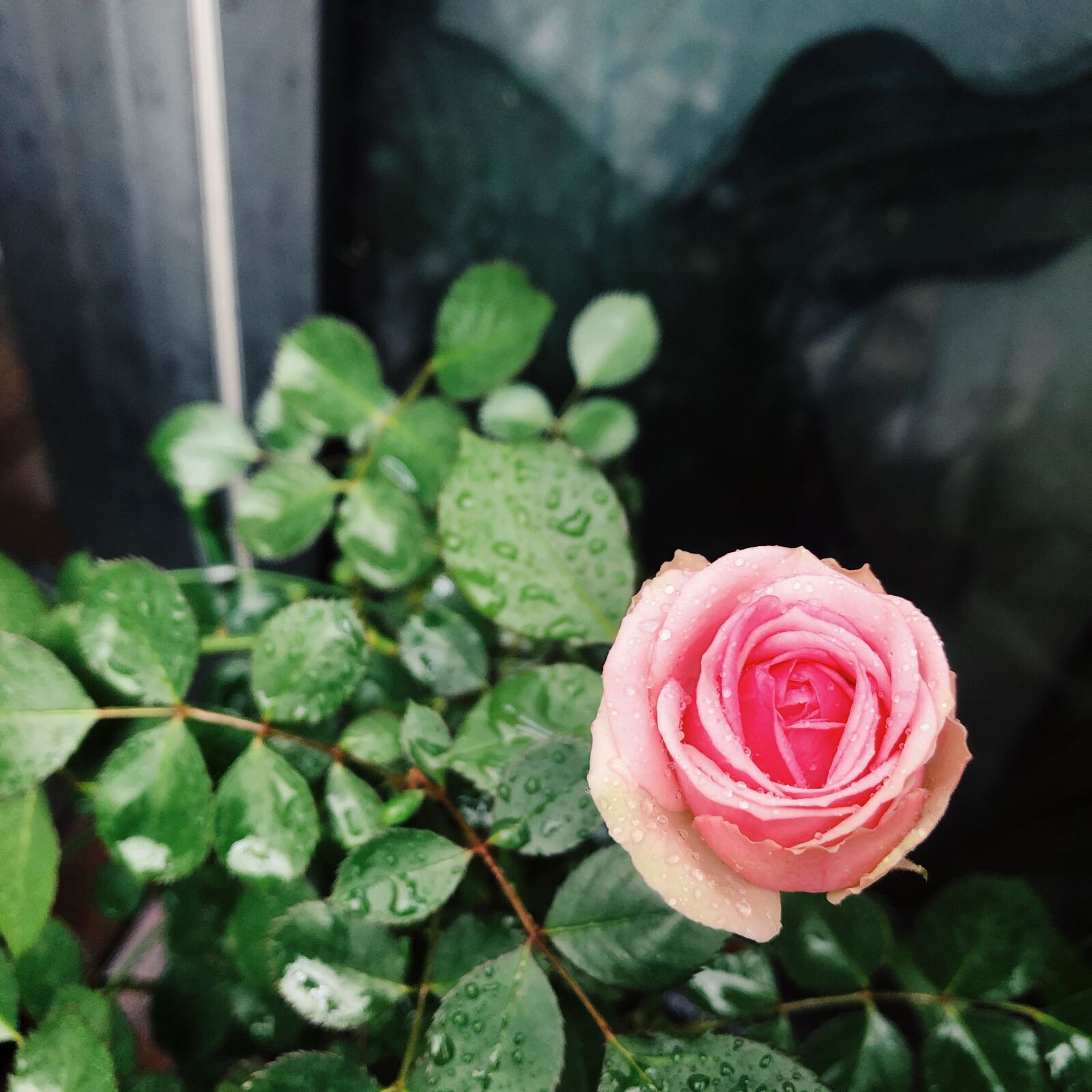 iPhone 8 Plus back dual camera 3.99mm f/1.8 sample photo. In full bloom, dew photography