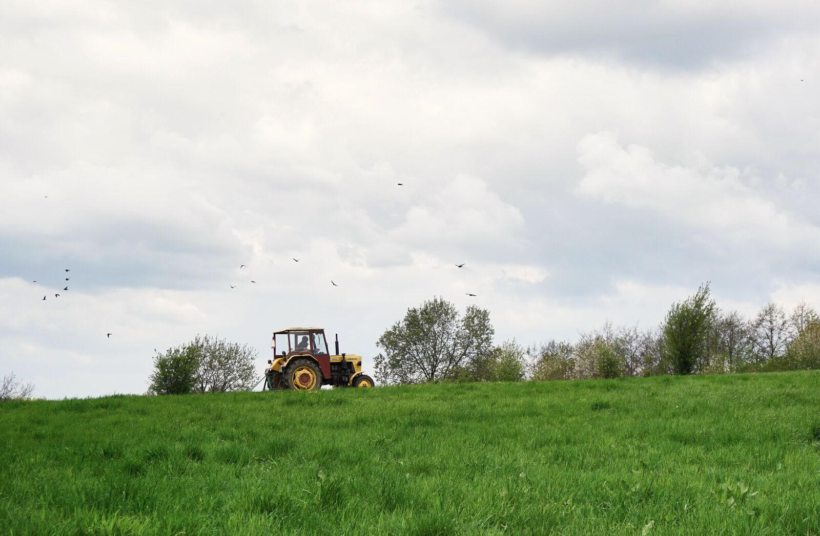 Sony a6000 sample photo. Tractor, birds, meadow photography