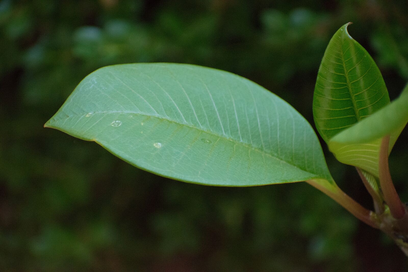 Nikon D5600 sample photo. Plumeria, leaf, hawaii photography