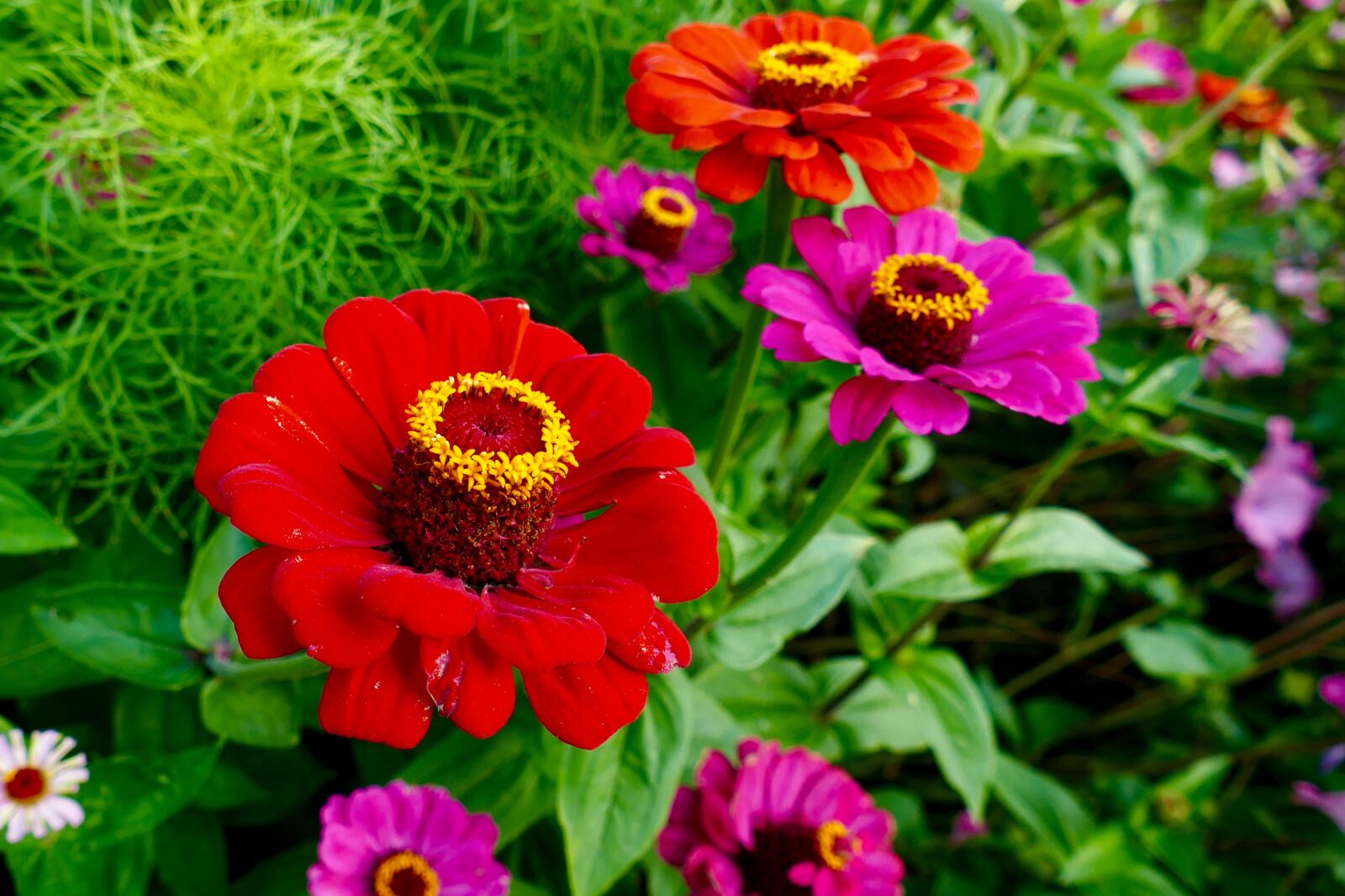 Panasonic Lumix DMC-FZ1000 sample photo. Flower, red, yellow photography