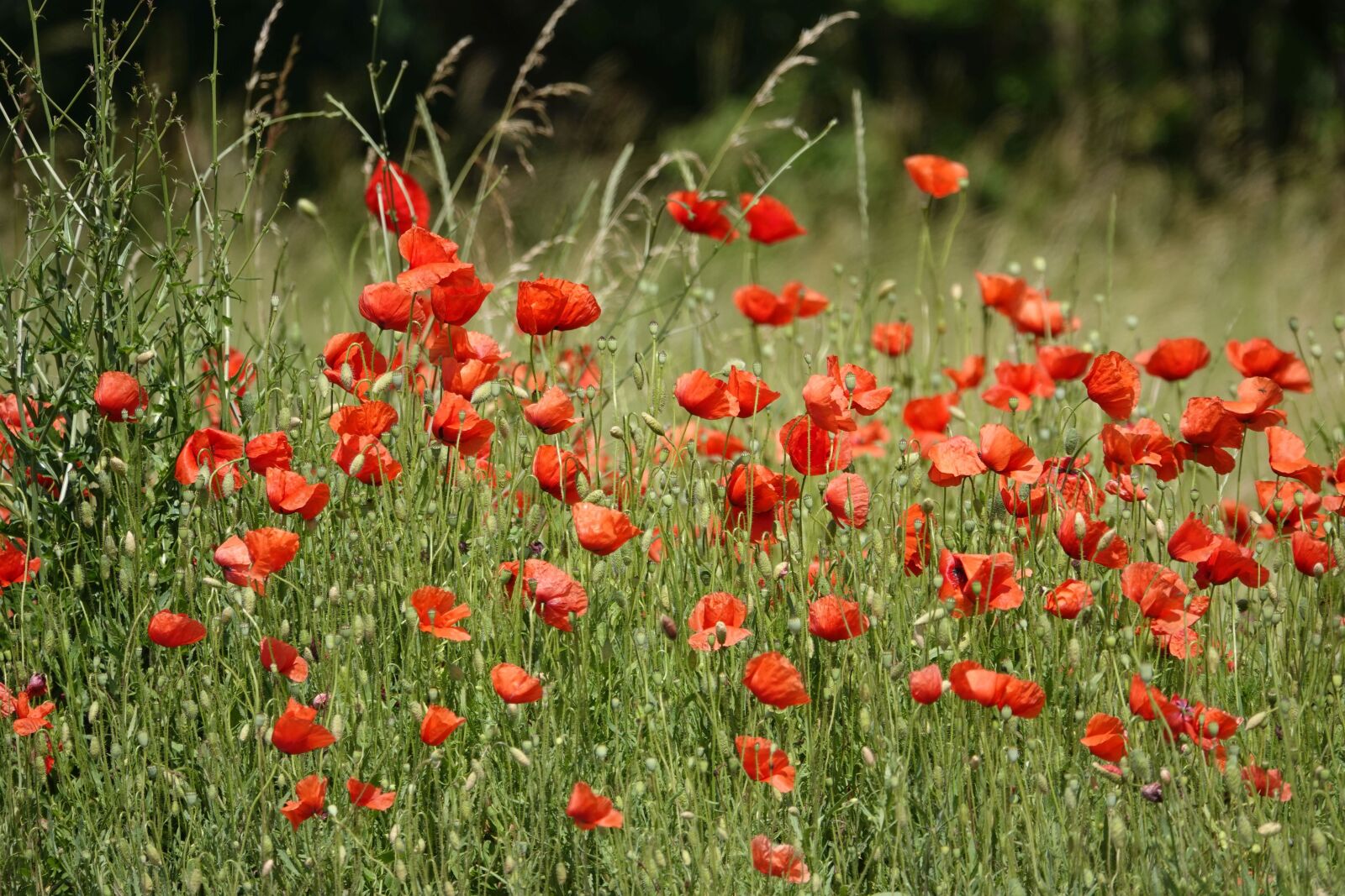Sony Cyber-shot DSC-RX10 IV sample photo. Poppies, field of poppies photography