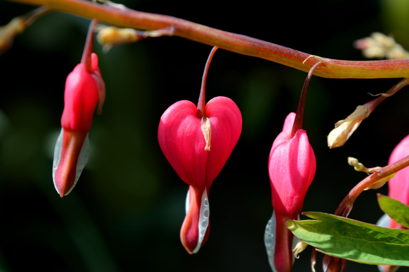 Nikon D3200 sample photo. Bleeding heart, flower, flowers photography