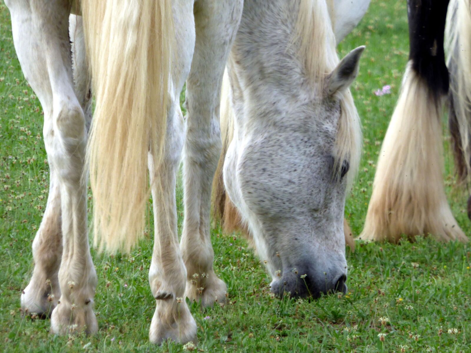 Panasonic DMC-FZ72 sample photo. Horse, animal, nature photography