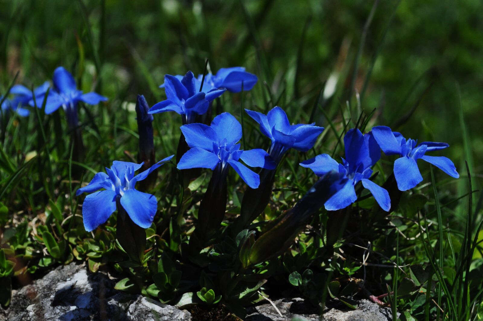 Nikon D5000 sample photo. Gentian, blue, close up photography