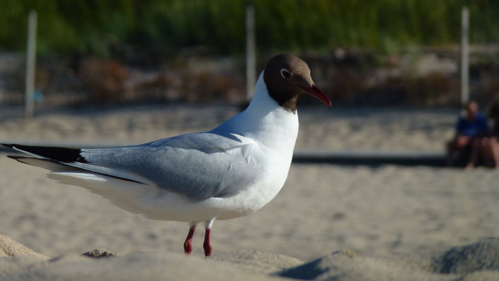 Panasonic Lumix DMC-ZS10 (Lumix DMC-TZ20 / Lumix DMC-TZ22) sample photo. Flock, sand, nature photography