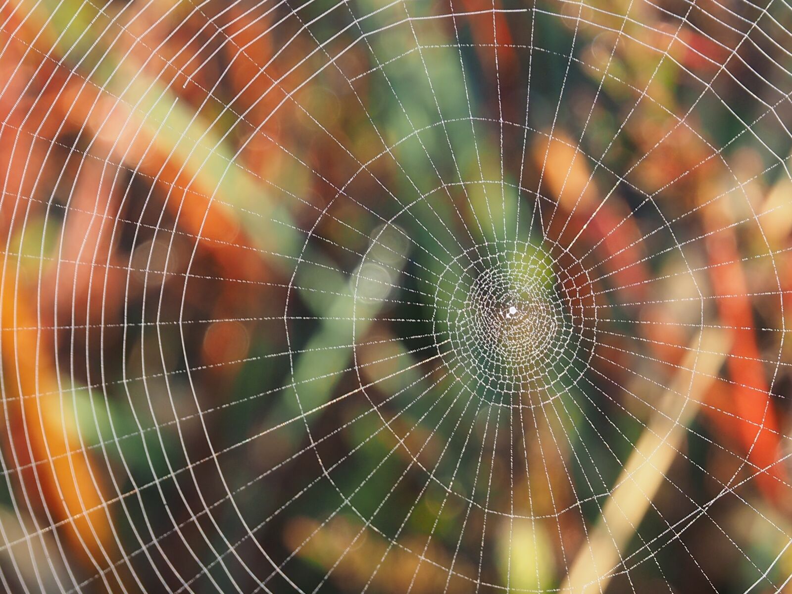 Olympus OM-D E-M1 + Olympus Zuiko Digital ED 12-60mm F2.8-4.0 SWD sample photo. Spider, spiders web, web photography