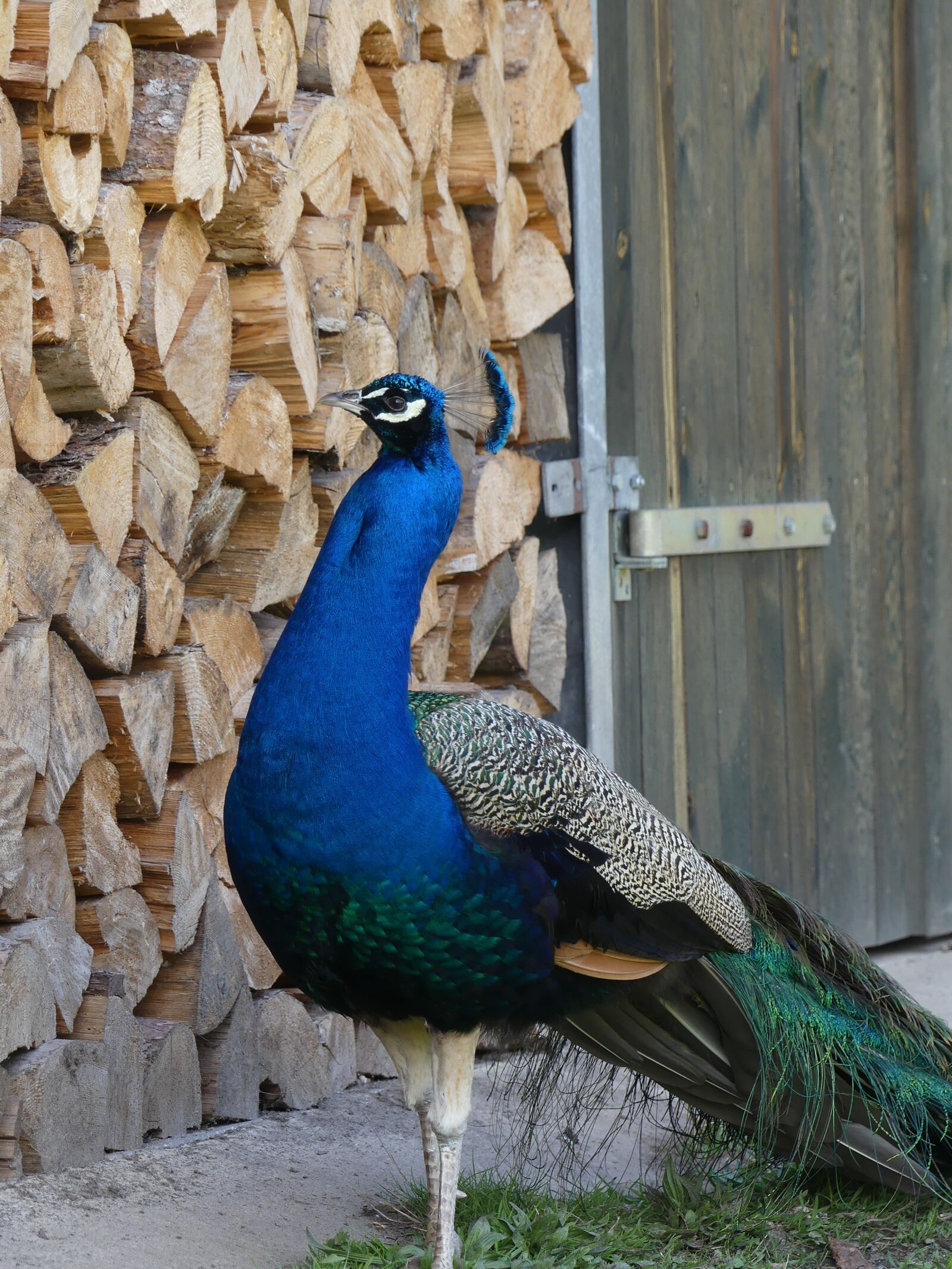 Panasonic Lumix DMC-FZ300 sample photo. Peacock, pride, plumage photography