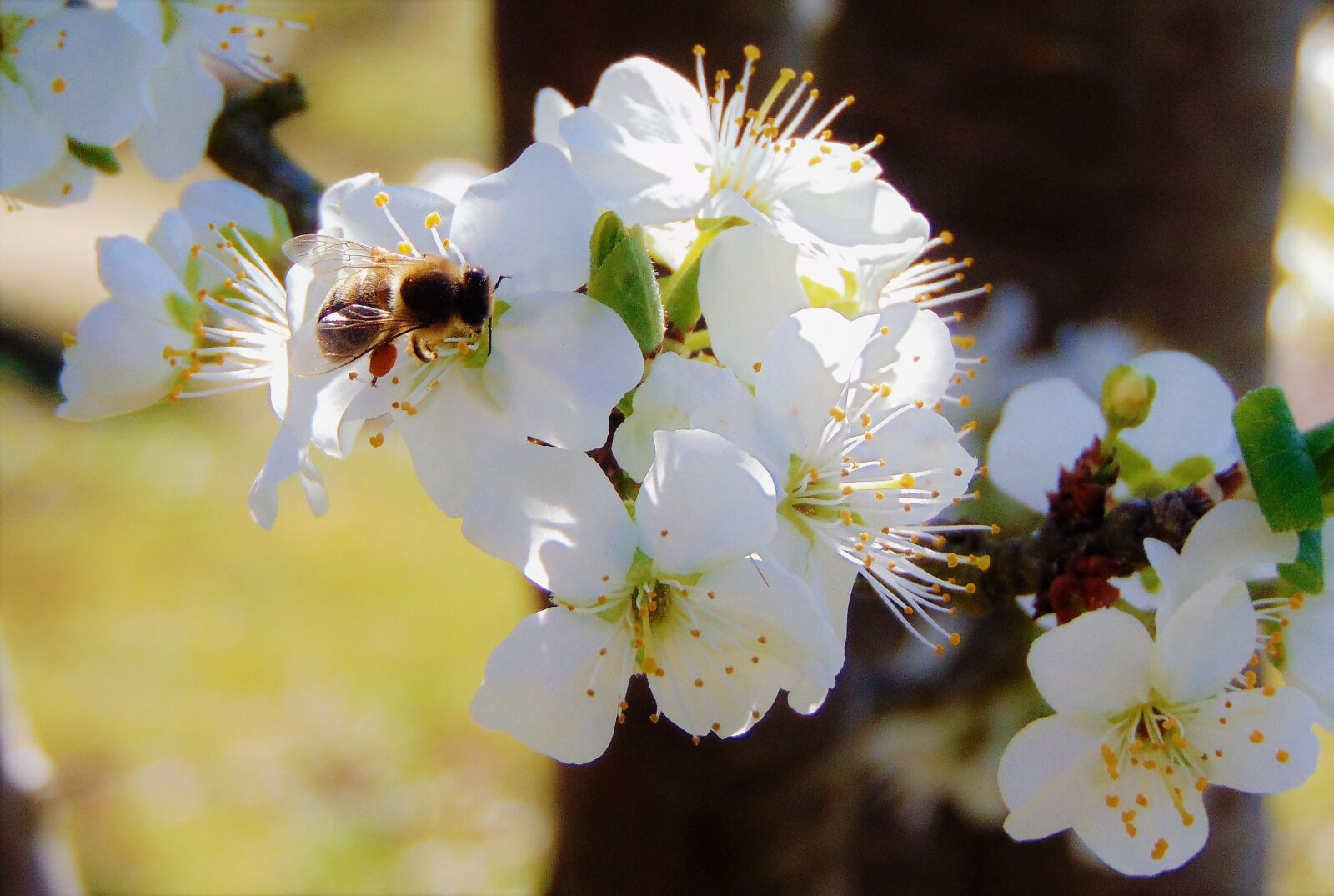 Sony Cyber-shot DSC-H300 sample photo. Apple blossom, blossom, spring photography