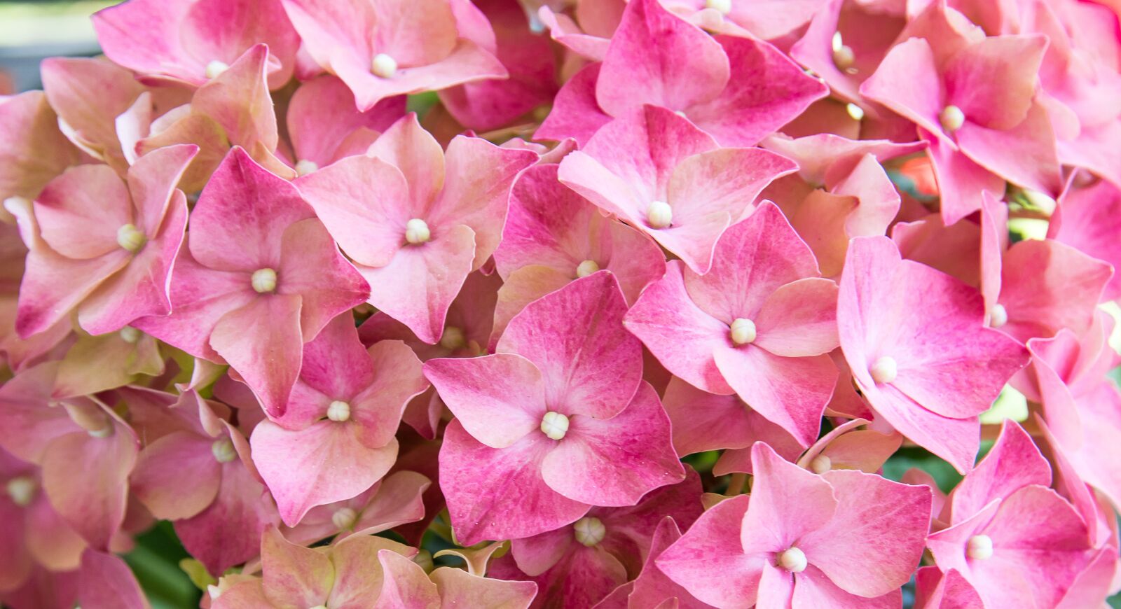 Canon EOS 80D sample photo. Hydrangea, flower, flowers photography