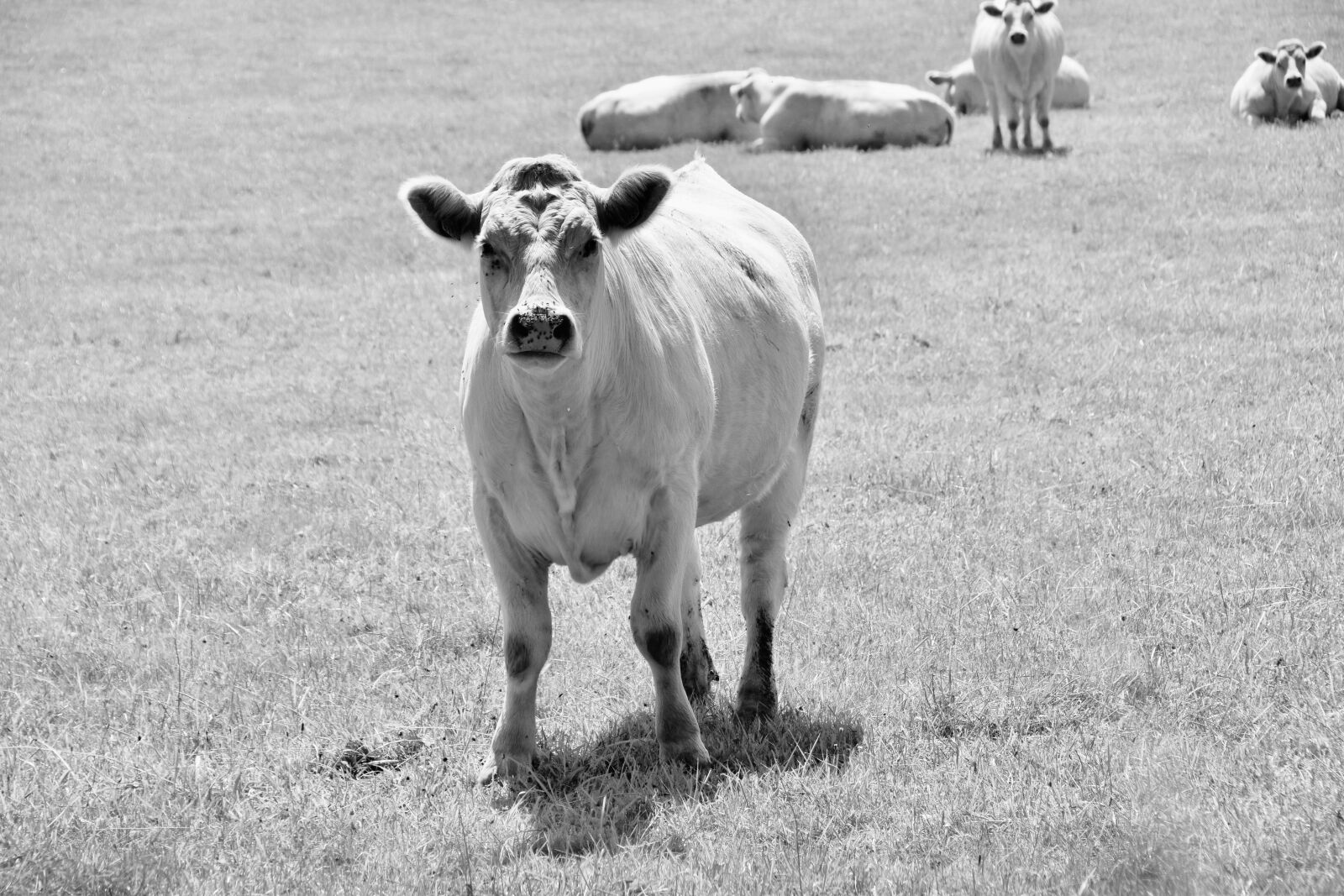 Nikon D5600 sample photo. Cow, cow meadow, black photography