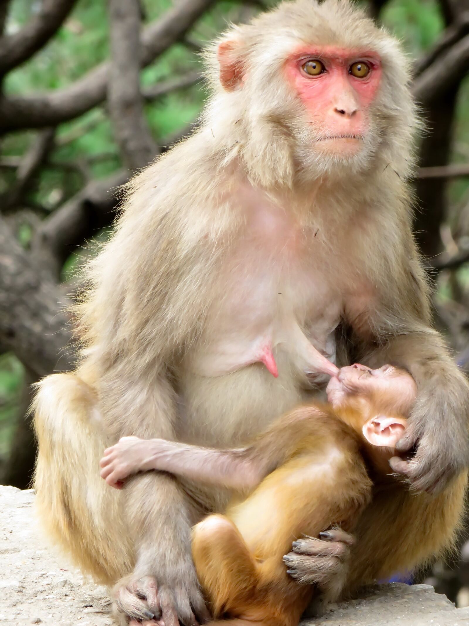 Canon PowerShot SX270 HS sample photo. Monkey, guenon, maternity photography