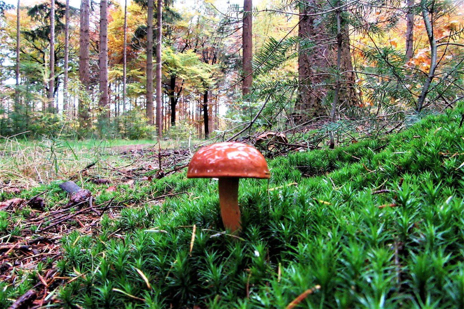 Canon PowerShot SX610 HS sample photo. Mushroom, moss, forest floor photography