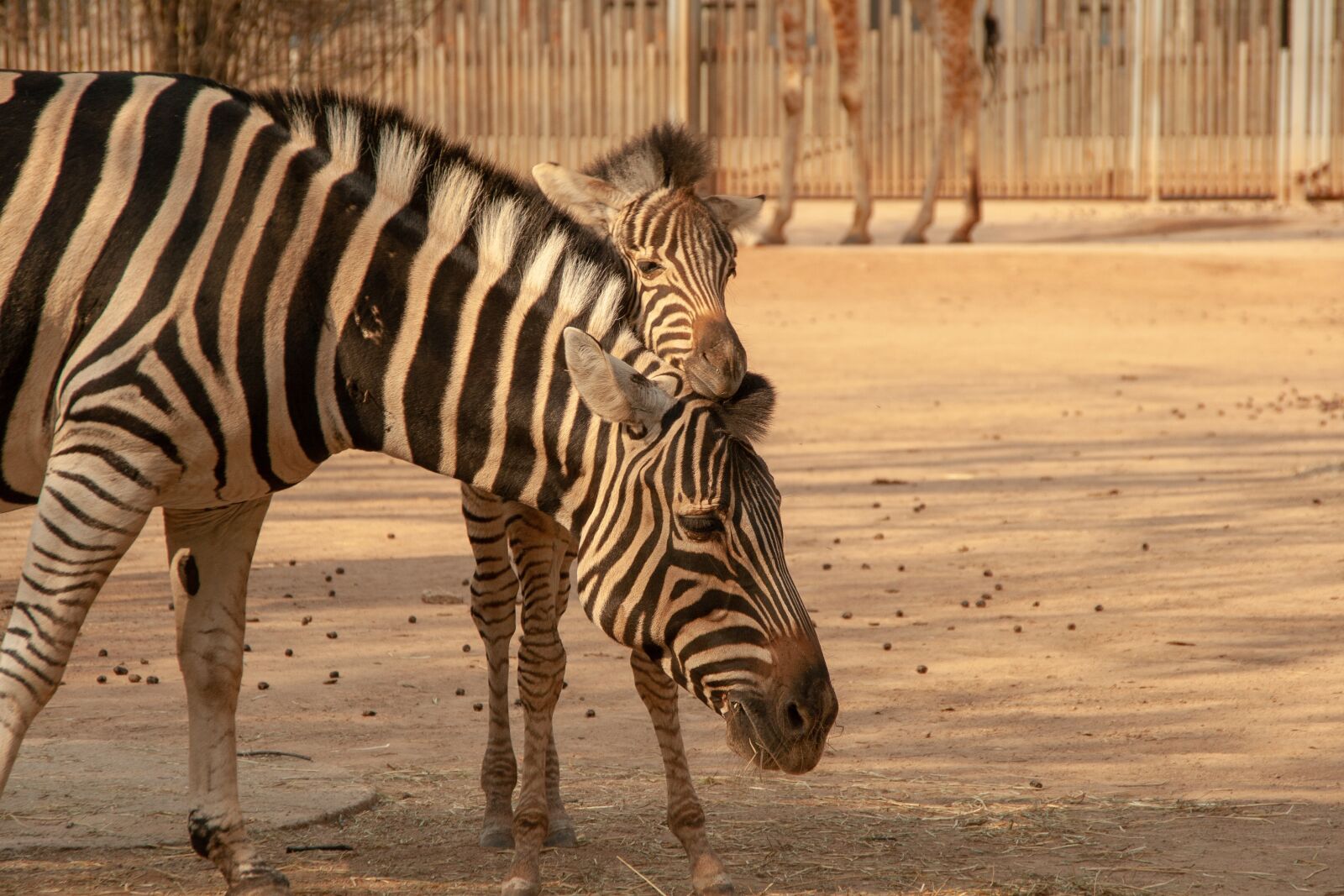 Canon EOS 400D (EOS Digital Rebel XTi / EOS Kiss Digital X) sample photo. Zebra, animal, zoo photography