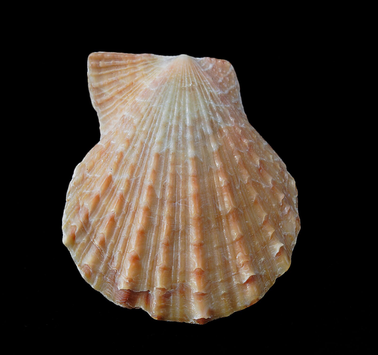 Canon EOS 400D (EOS Digital Rebel XTi / EOS Kiss Digital X) sample photo. Seashell, form, orange photography