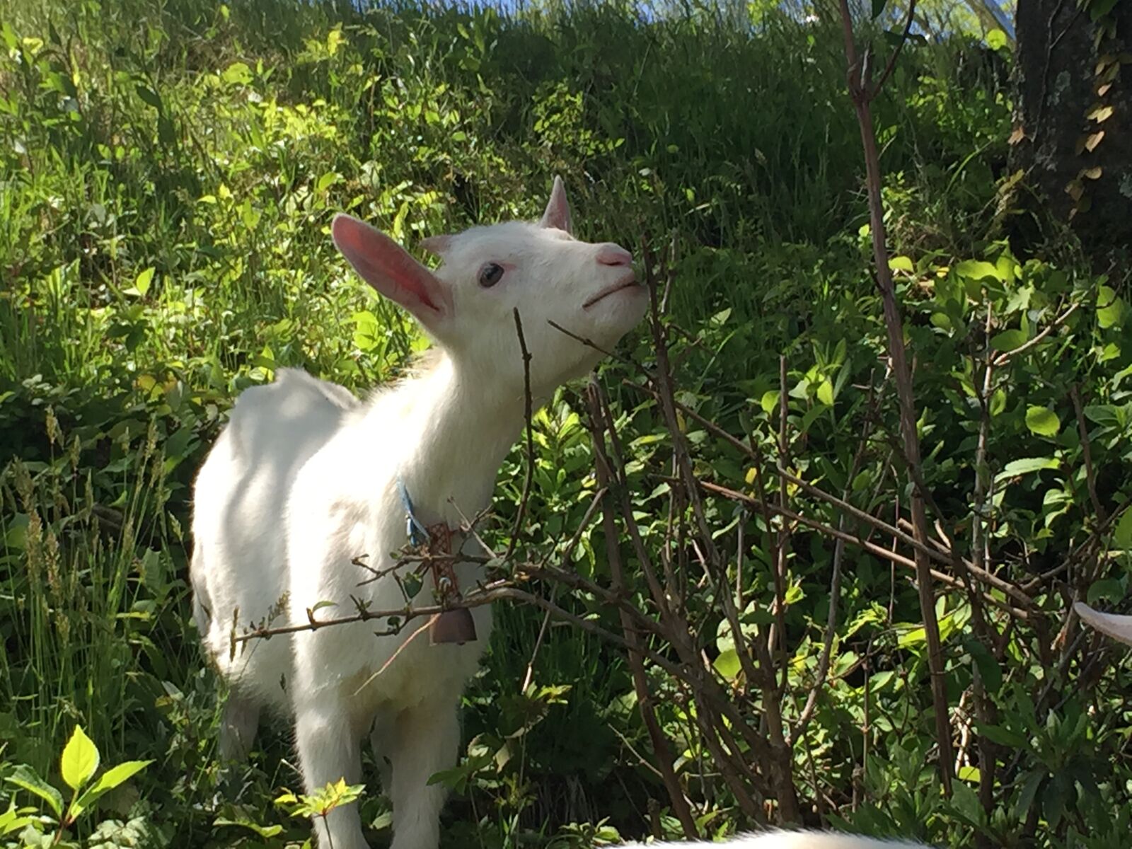 Apple iPhone 6 sample photo. Goat, natural, animal photography