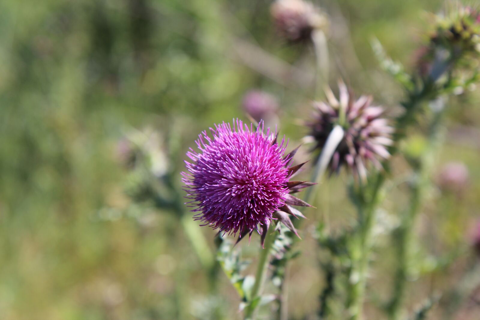 Canon EOS 600D (Rebel EOS T3i / EOS Kiss X5) sample photo. Thistle, thistle flower, nature photography