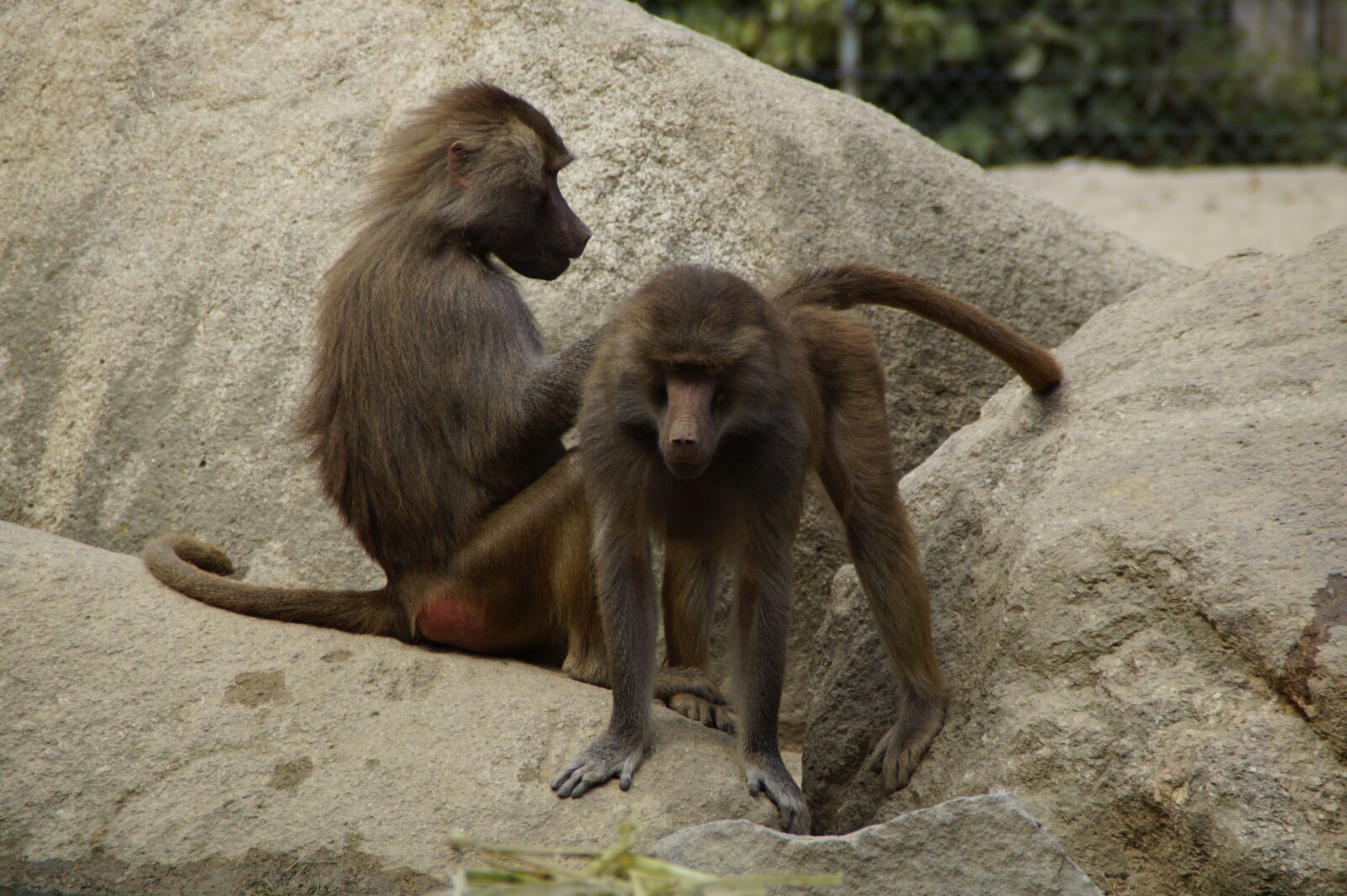 Sony SLT-A58 sample photo. Ape, zoo, animal photography
