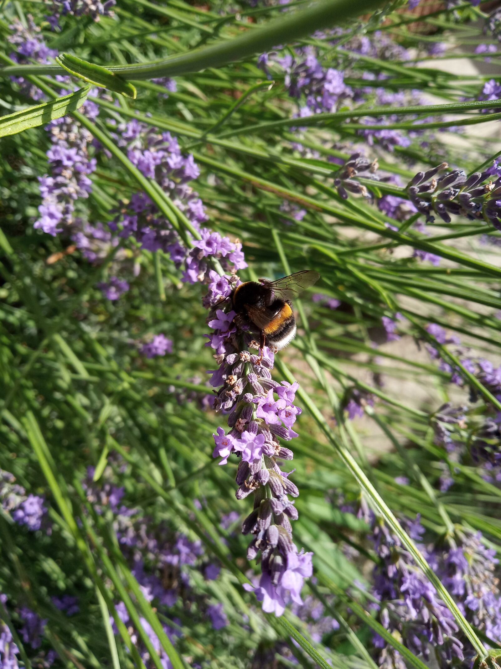 Xiaomi Redmi 6 sample photo. Bumblebee, lavender, summer photography