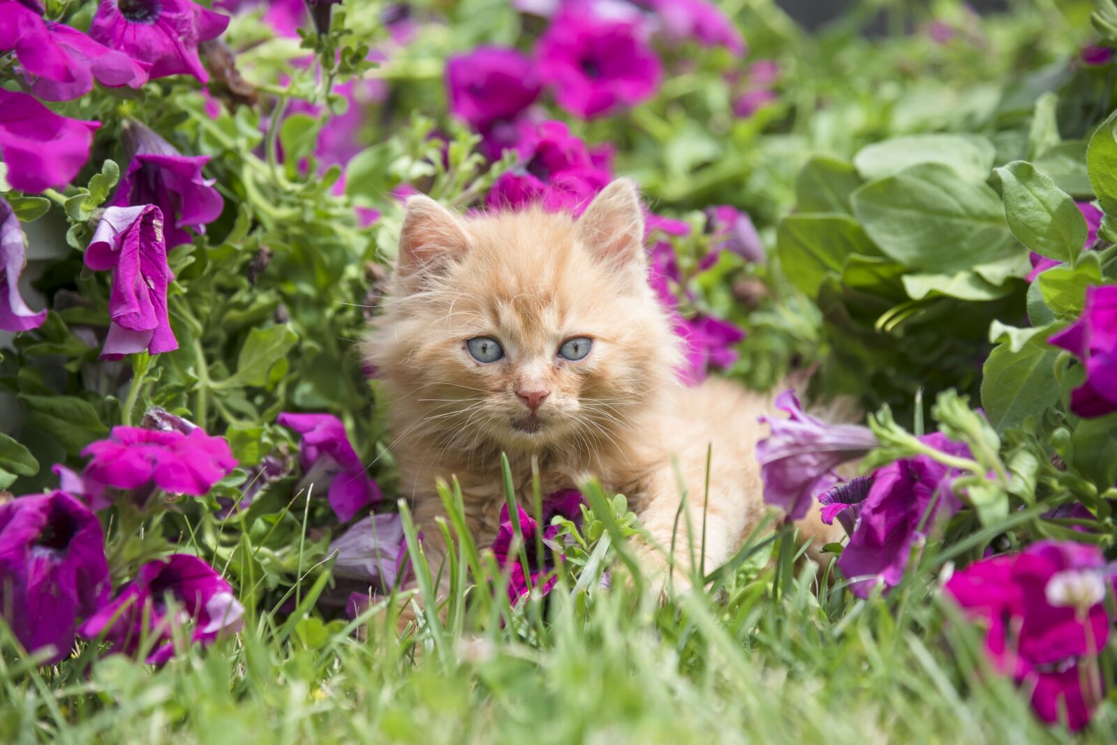 Nikon D750 sample photo. Kitten, red, cat photography