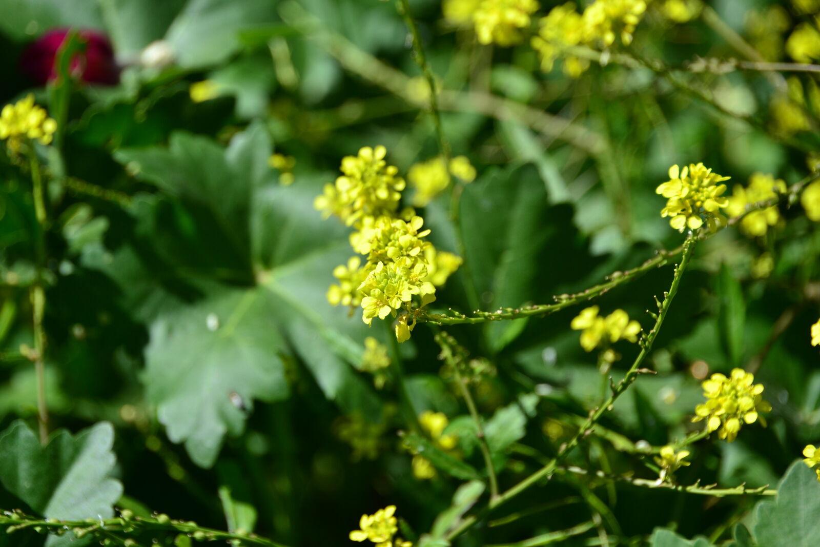 Nikon D3100 sample photo