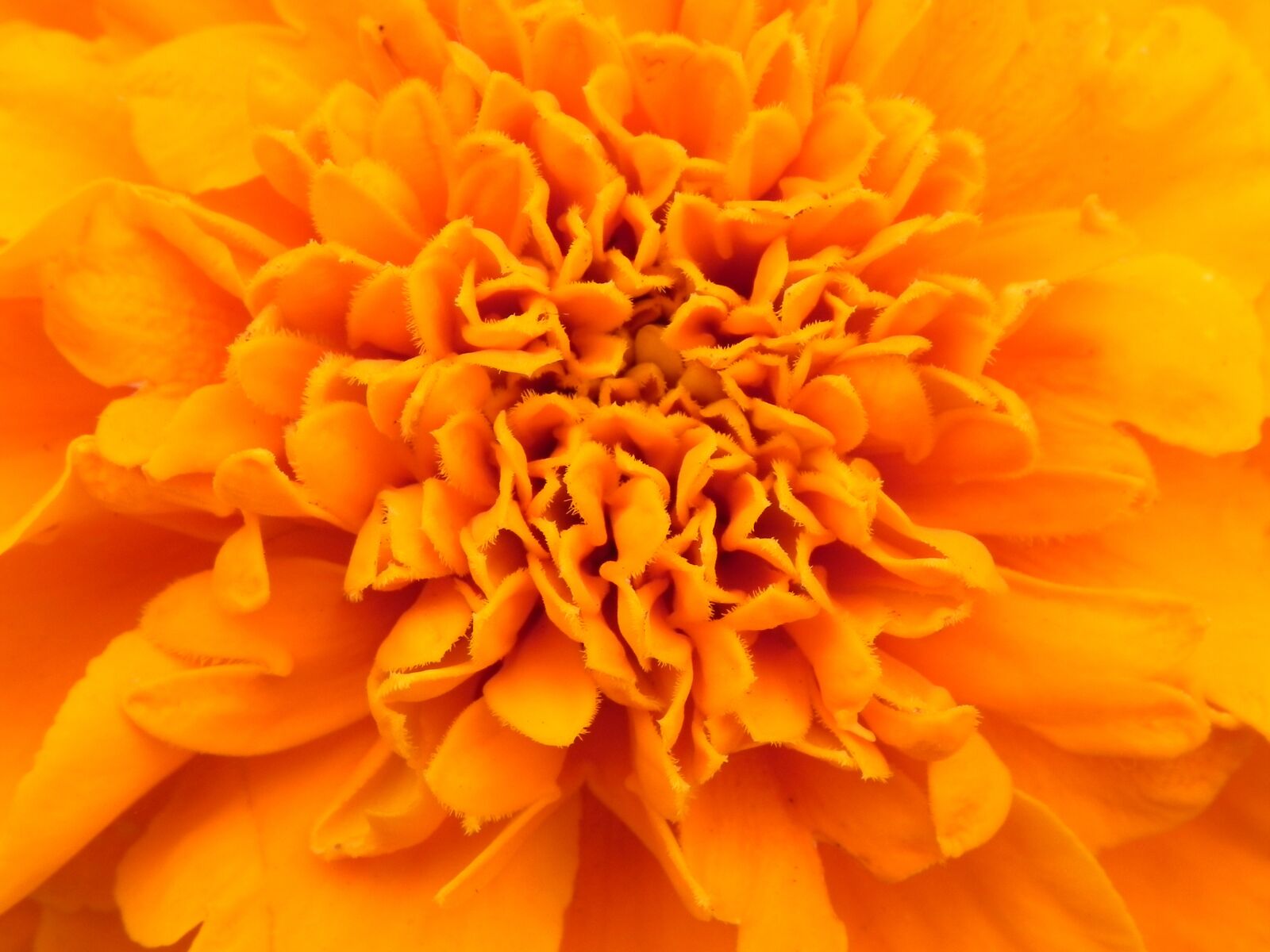 Nikon Coolpix P100 sample photo. Orange, flower, blossom photography