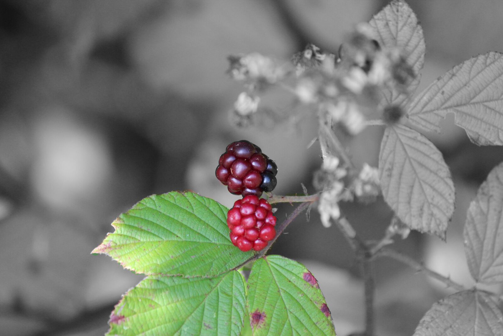 Canon EOS 600D (Rebel EOS T3i / EOS Kiss X5) sample photo. Bramble, semi mature, nature photography