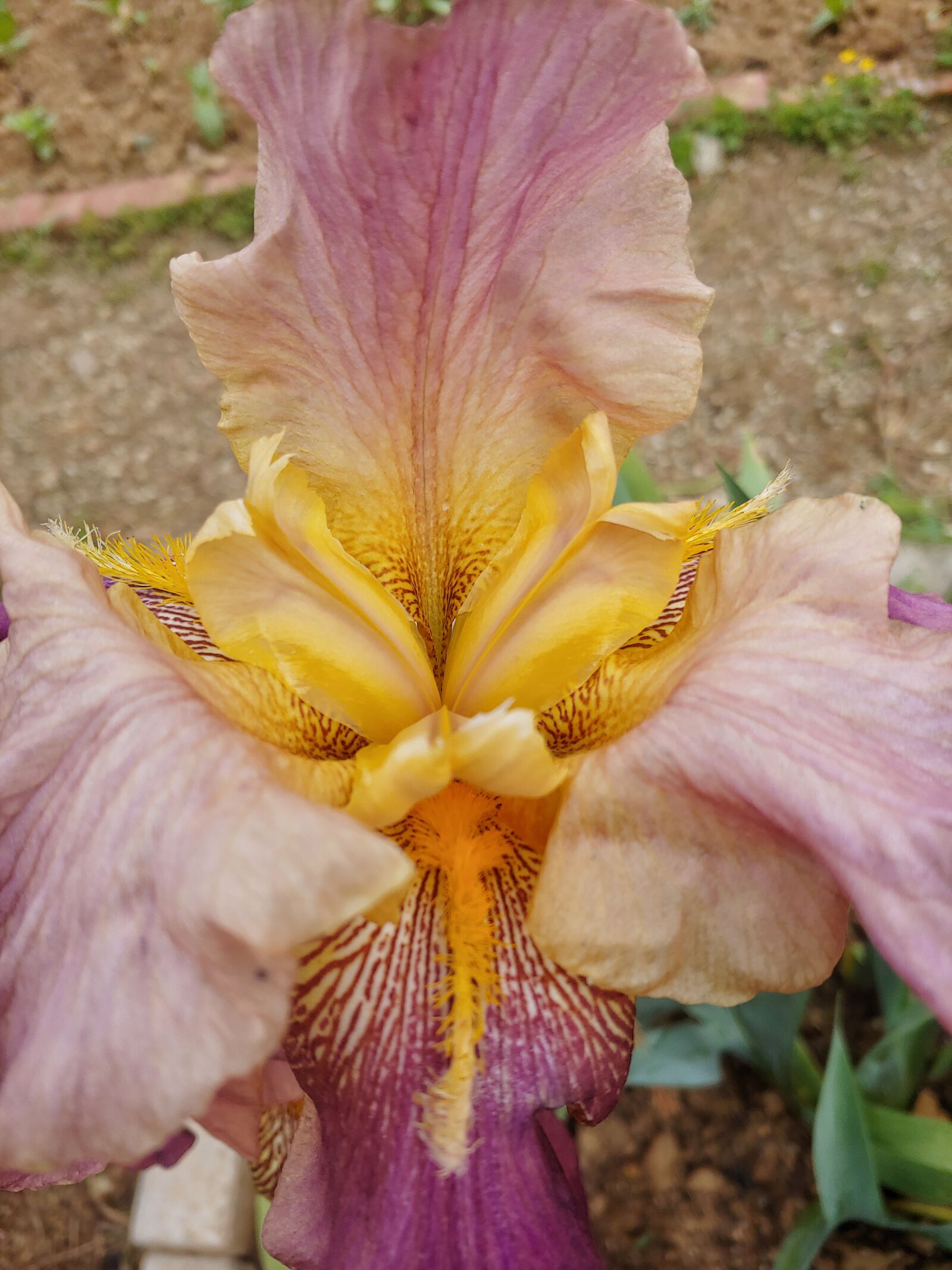 LG G7 THINQ sample photo. Iris, irises, pink flower photography