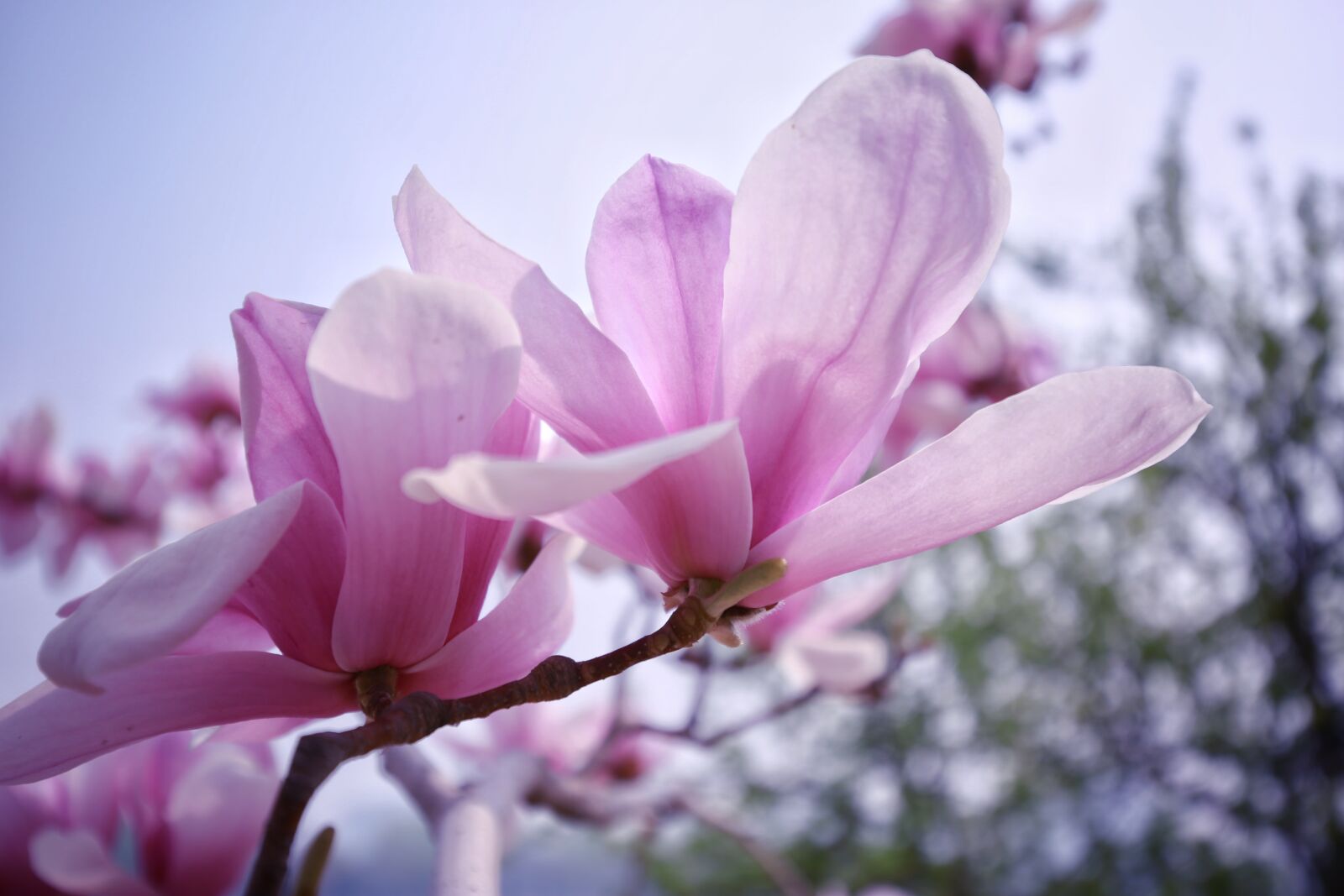 Canon EF 16-35mm F4L IS USM sample photo. Flower, plant, magnolia photography