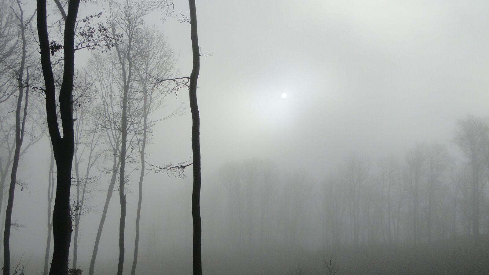 Sony Cyber-shot DSC-HX1 sample photo. Wood, fog, mystic photography